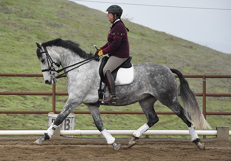 Angela Ridgway FEI Gold Medal Dressage Trainer